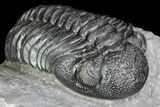 Detailed Morocops Trilobite - Exellent Facets #87582-3